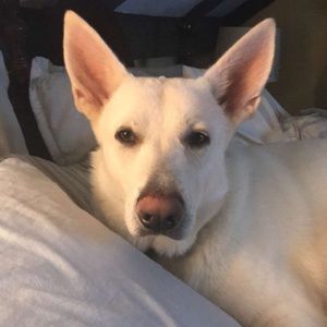 Meet your Posher, Bridget